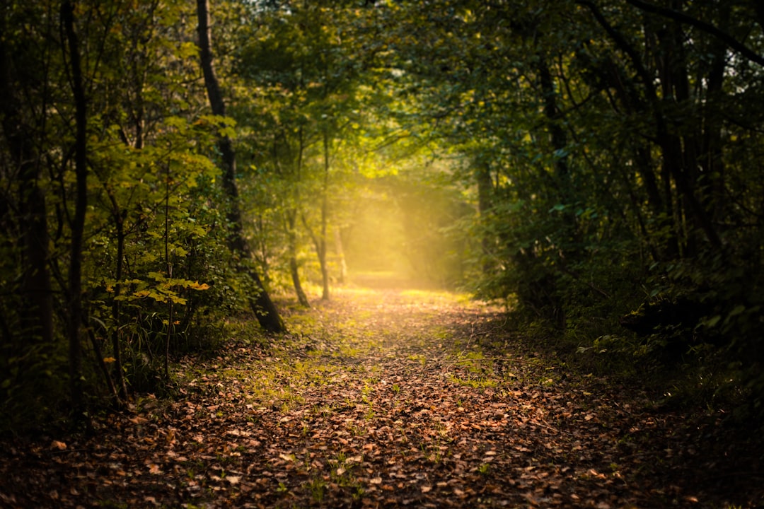 brown grass surrounded by green trees